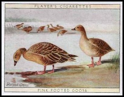 8 Pink footed Goose